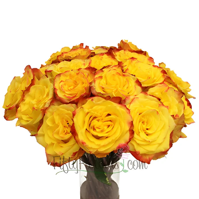 High and Yellow Magic Rose