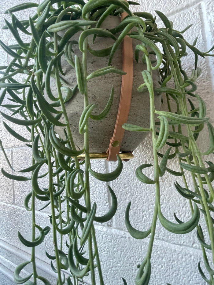 PLANT HANGER