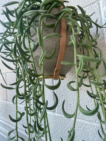 PLANT HANGER
