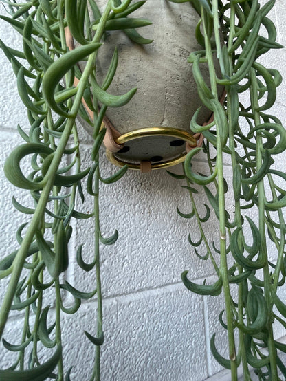PLANT HANGER