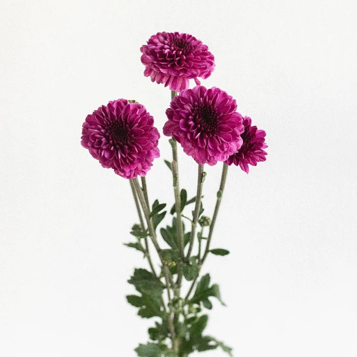 Burgundy Purple Micro Pom Cushion Stem - Image