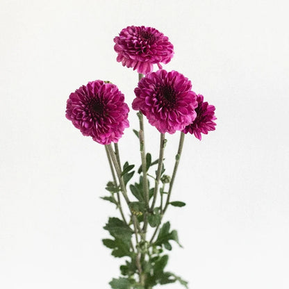 Burgundy Purple Micro Pom Cushion Stem - Image