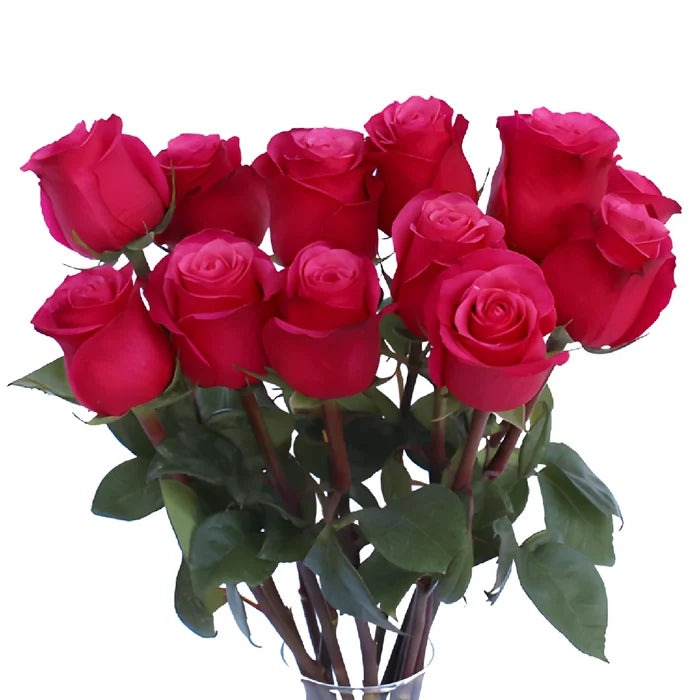 Cherry Dark Pink Rose