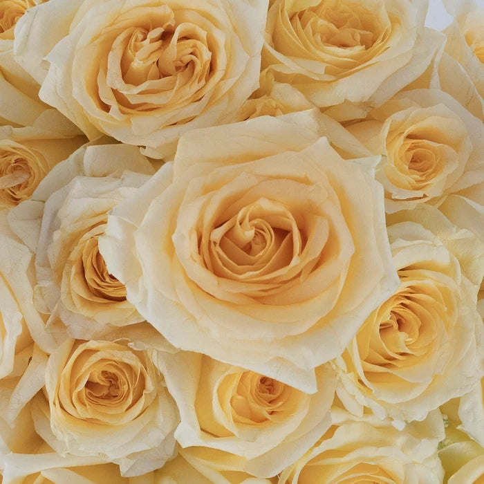 Creme De La Creme Rose Close Up - Image
