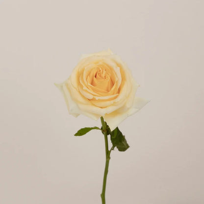 Creme De La Creme Rose Stem - Image