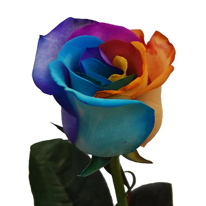 Custom Colors Rainbow Tinted Roses