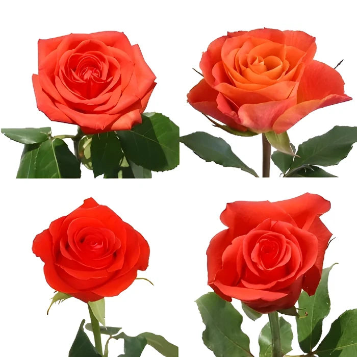 Dark Orange Roses
