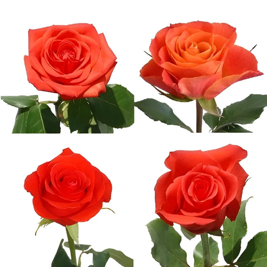 Dark Orange Roses