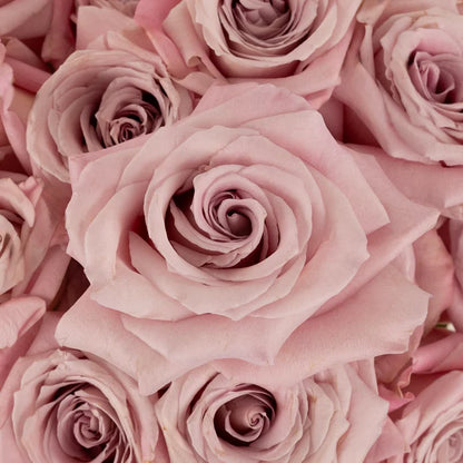 Faith Lavender Roses Close Up - Image