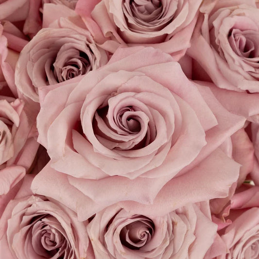 Faith Lavender Roses Close Up - Image