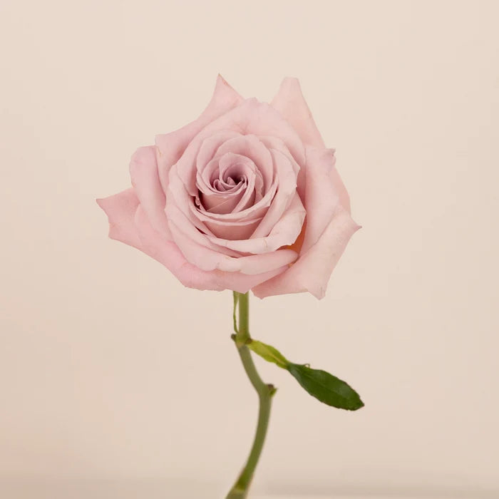 Faith Lavender Roses Stem - Image