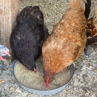 Herbal Layer Feed With Oregano & Garlic - [Oyster Shells Pre-mixed in]