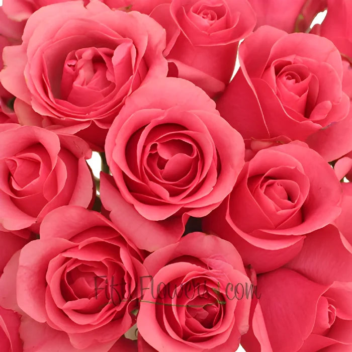 Hot Pink Queen Mary Roses