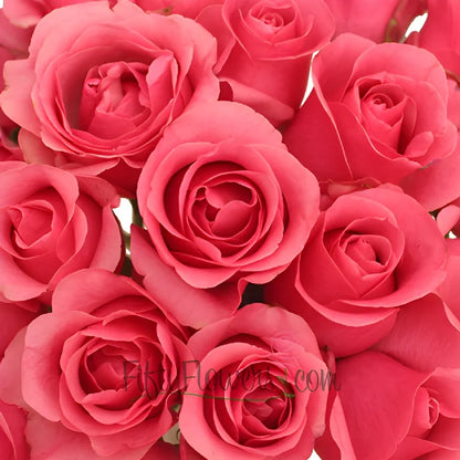 Hot Pink Queen Mary Roses