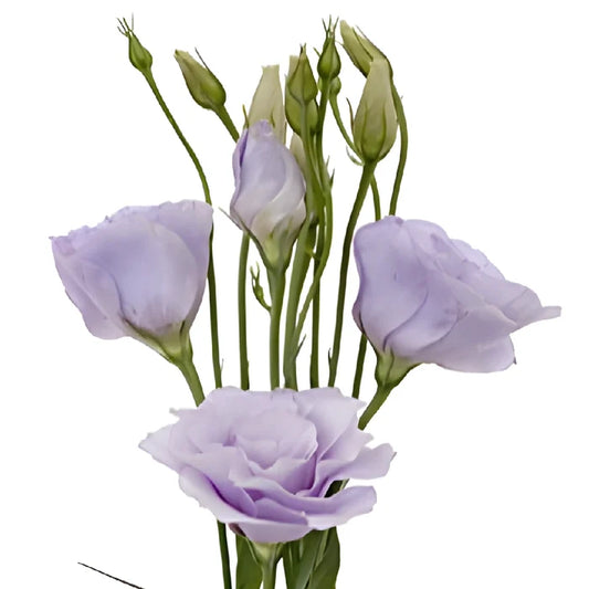 Lavender Lisianthus Wholesale Flower Close Up - Image