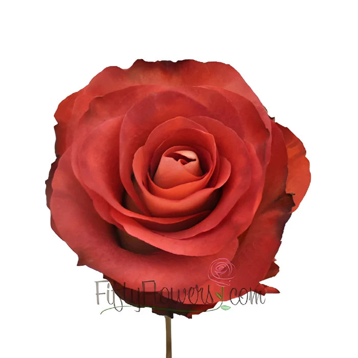 Leonidas Novelty Rose