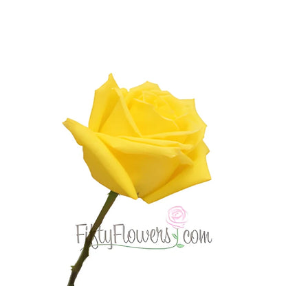 Mohana Yellow Fresh Cut Roses