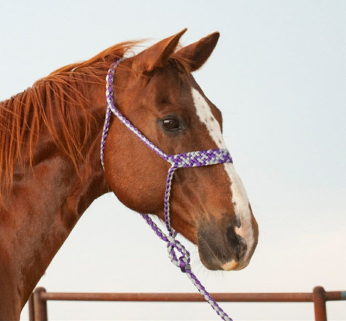 Mule Tape Rope Halter & Lead - 7 colours
