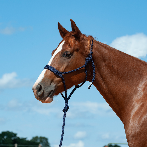 Mule Tape Rope Halter & Lead - 7 colours
