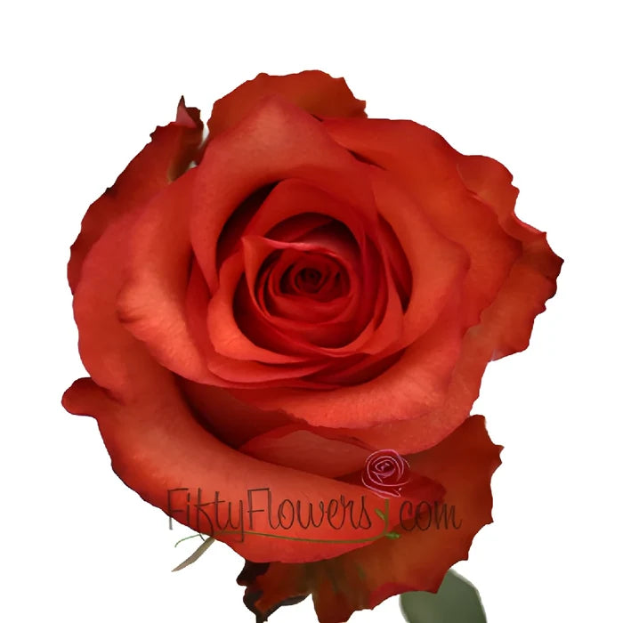 Orange Terracotta Rose