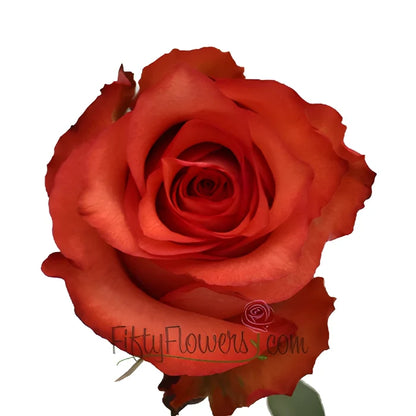 Orange Terracotta Rose