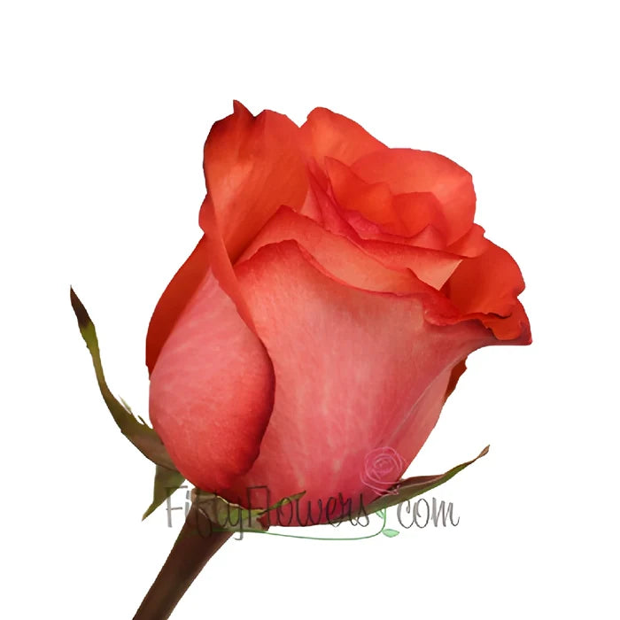 Orange Terracotta Rose