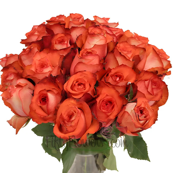 Orange Terracotta Rose