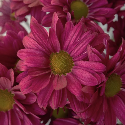 Royal Fuchsia Daisy Flower Close Up - Image
