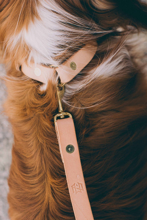Slim Dog Collar