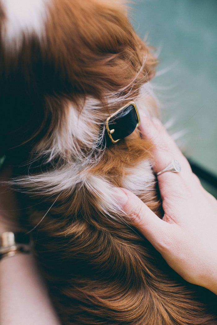 Slim Dog Collar