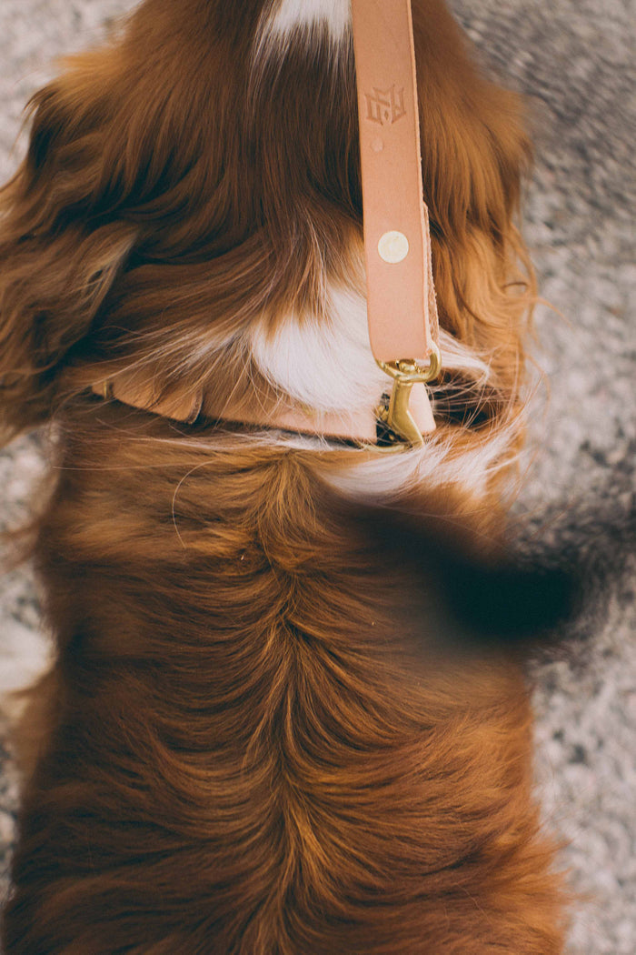 Slim Dog Collar