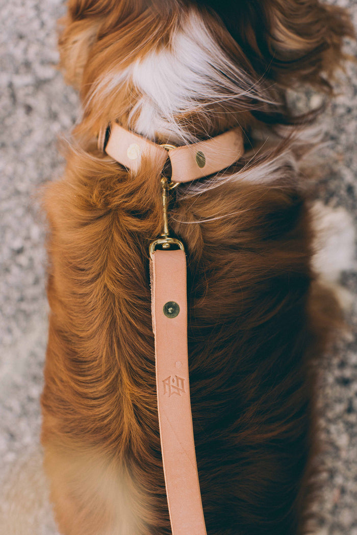 Slim Dog Collar