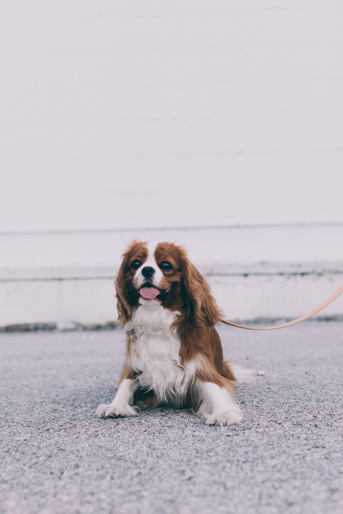 Slim Dog Collar
