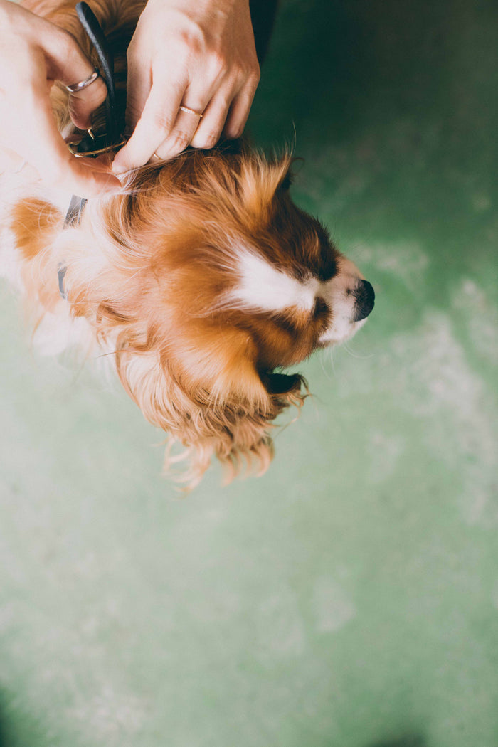 Slim Dog Collar