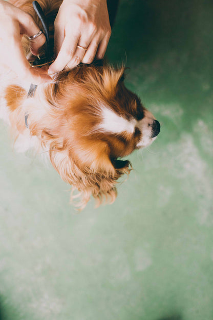 Slim Dog Collar