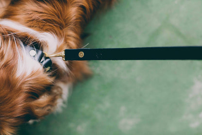 Slim Dog Collar