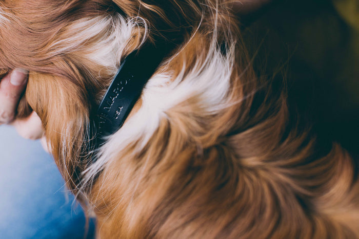 Black / Small / No