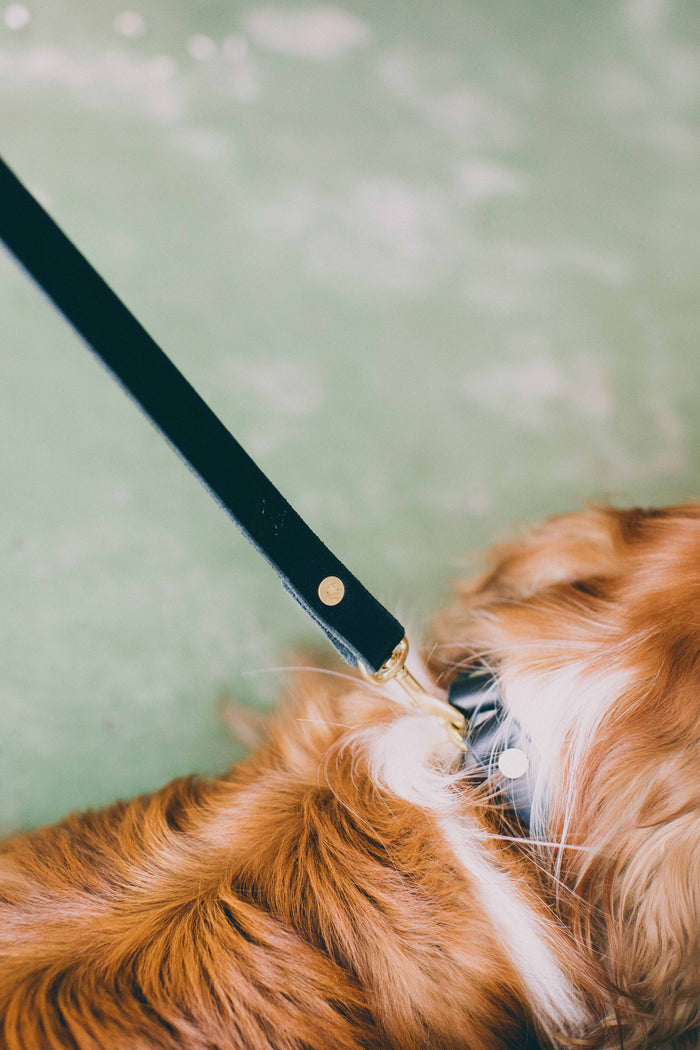 Small Dog Leash