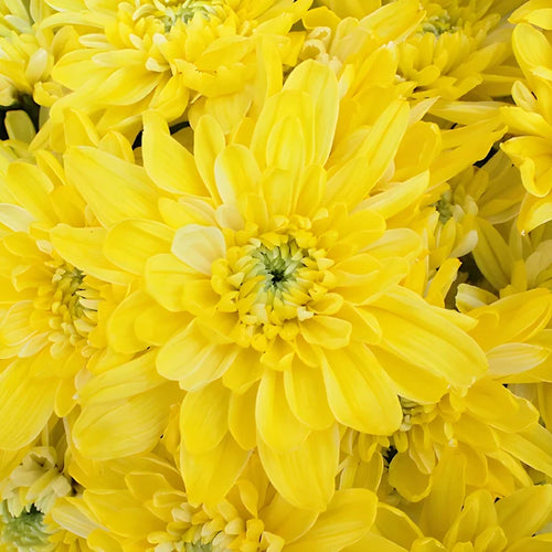 True Yellow Tinted Flower