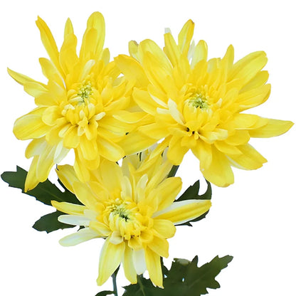 True Yellow Tinted Flower