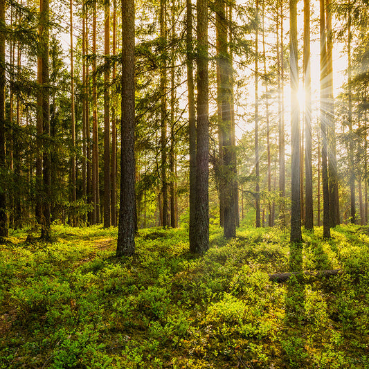 Twilight Woods Fragrance Oil 615