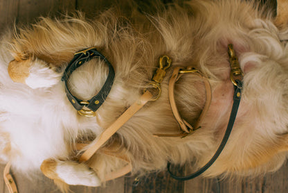 Wide Dog Collar