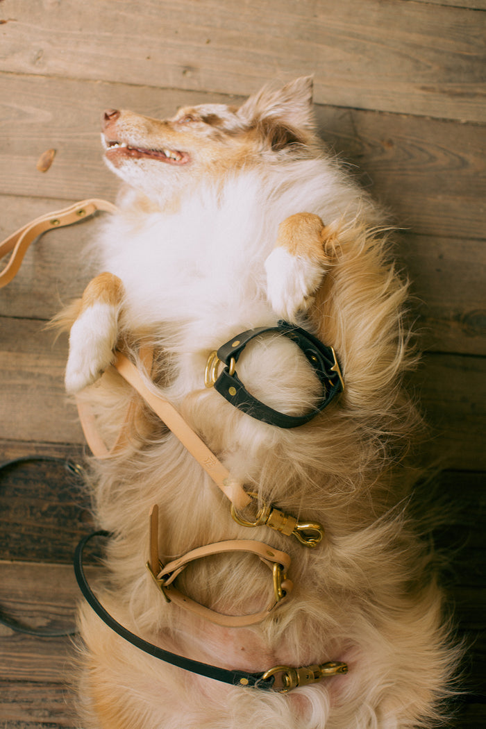 Wide Dog Collar