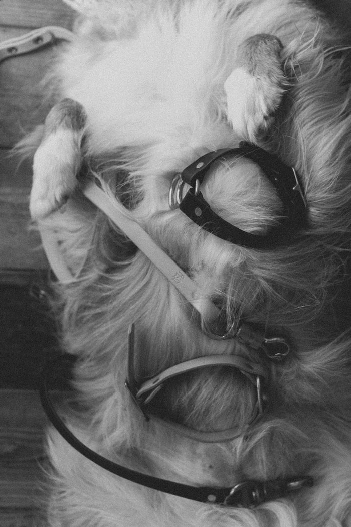 Wide Dog Collar